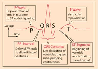 Image of smaller peaks (positive and negative) of a single heartbeat pulse