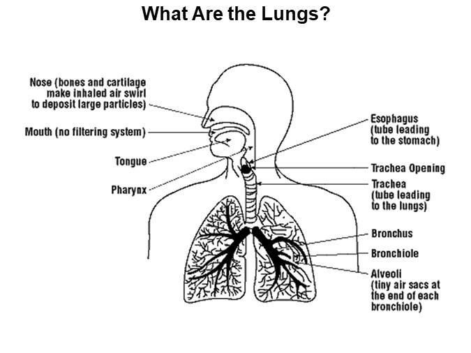 What Are the Lungs?