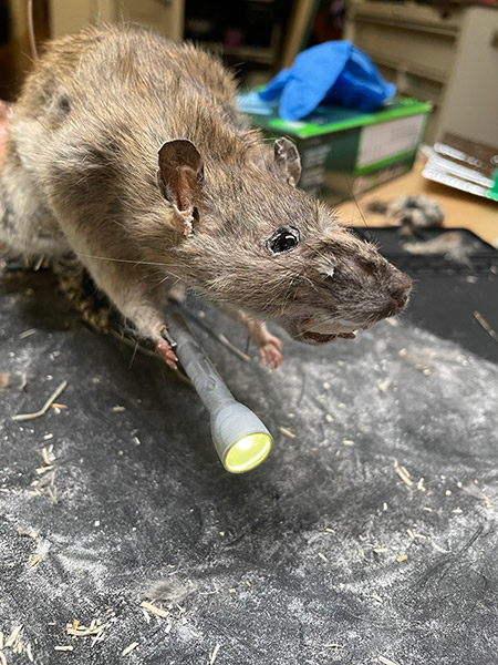 becky-stern-emily-graslie-rat-diorama-build-40