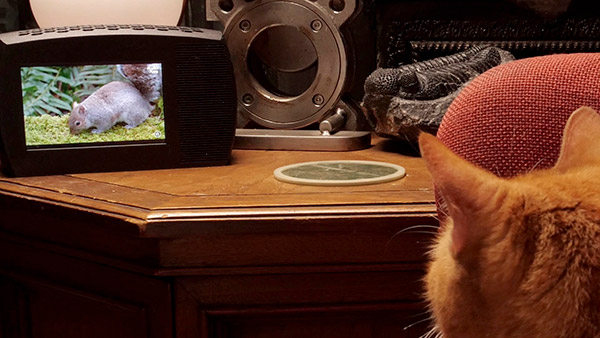 becky-stern-cat-tv-10