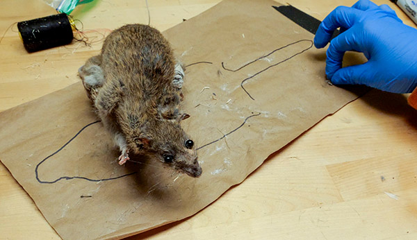 becky-stern-emily-graslie-rat-diorama-build-35